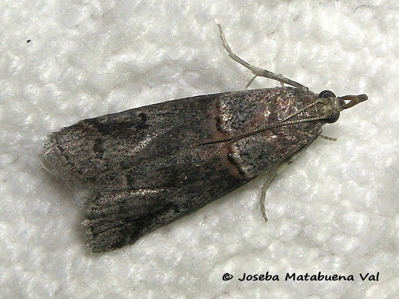 Acrobasis sp. - Pyralidae